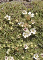 Veronica thomsonii. Habit of male plant. Garvie Mts Otago.
 Image: P.J. Garnock-Jones © P.J. Garnock-Jones CC-BY-NC 3.0 NZ